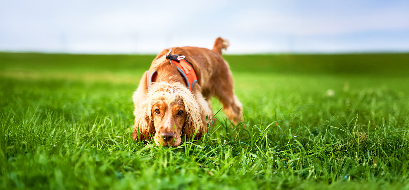 Agency In Training: Letting Dogs Choose To Learn