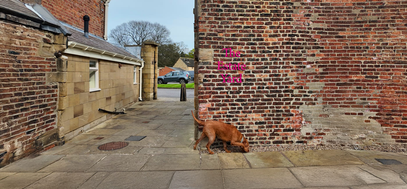 More Than Training: Creating a Space Where Dogs and Humans Thrive