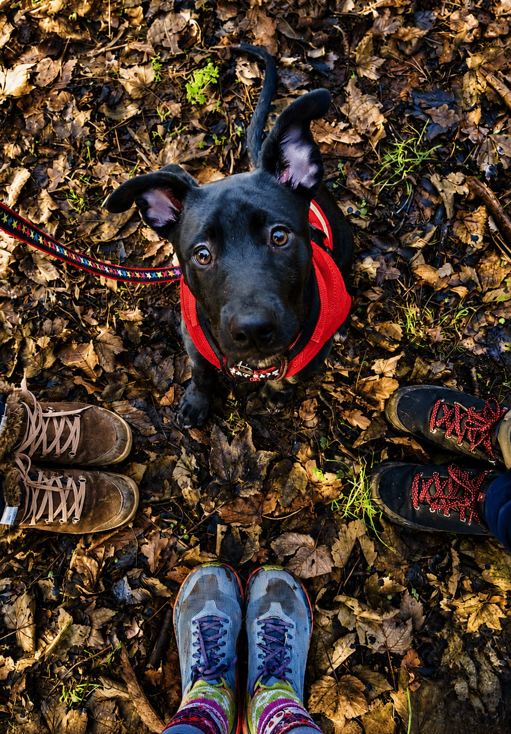 An overhead, high-angle shot captures a charming black puppy with expressive brown eyes looking straight up at the camera. An overhead, high-angle shot captures a charming black puppy with expressive brown eyes looking straight up at the camera.