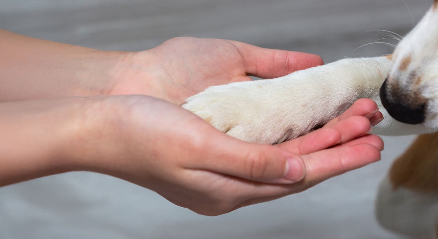 So You’re Thinking About Getting a Dog