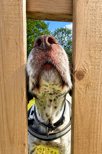 dog sticking his nose through the fence