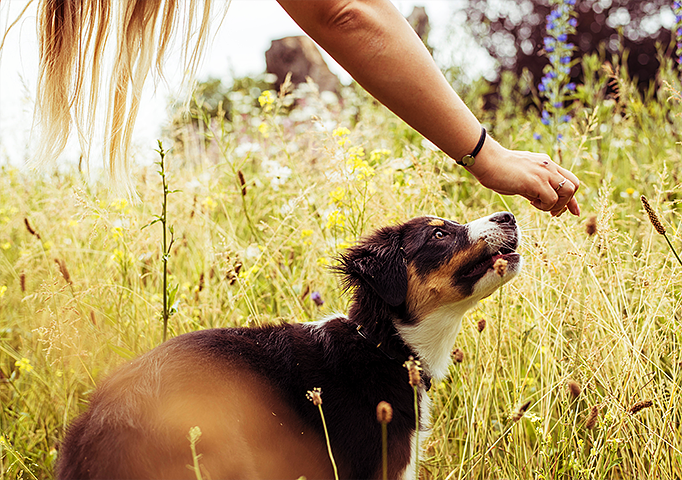 puppy training